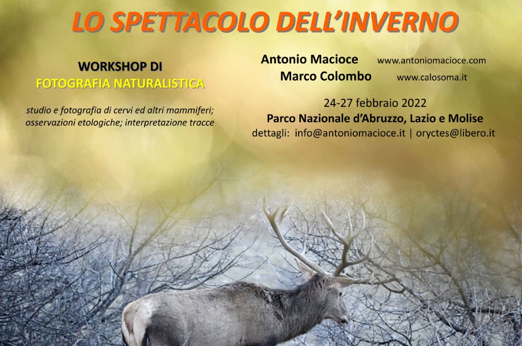 workshop di fotografia naturalistica, Parco d''Abruzzo